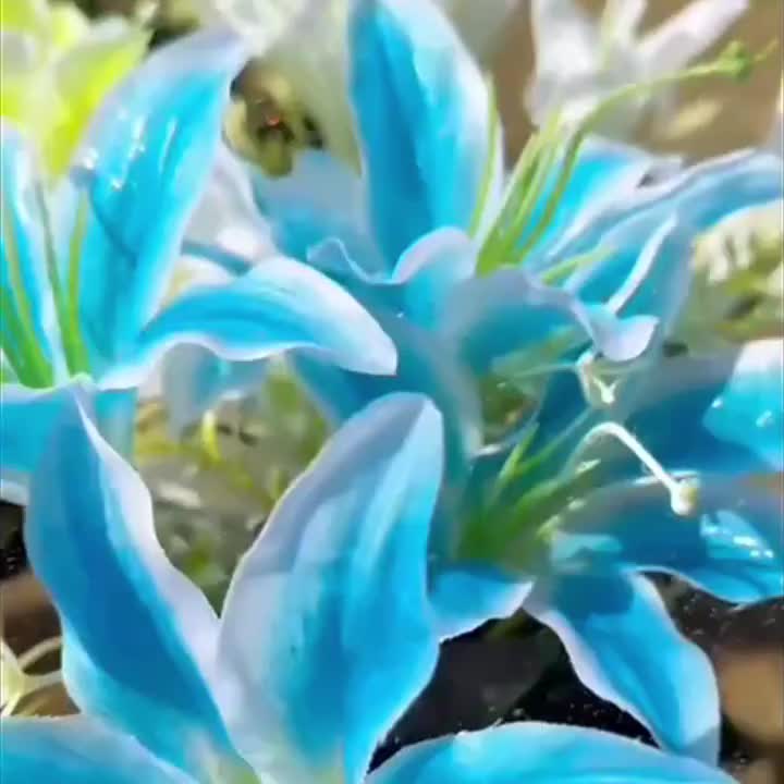 4件装太阳能7头百合花灯，适用于户外装饰、花园、小径、前门草坪，附带发光薰衣草蝴蝶生日礼物