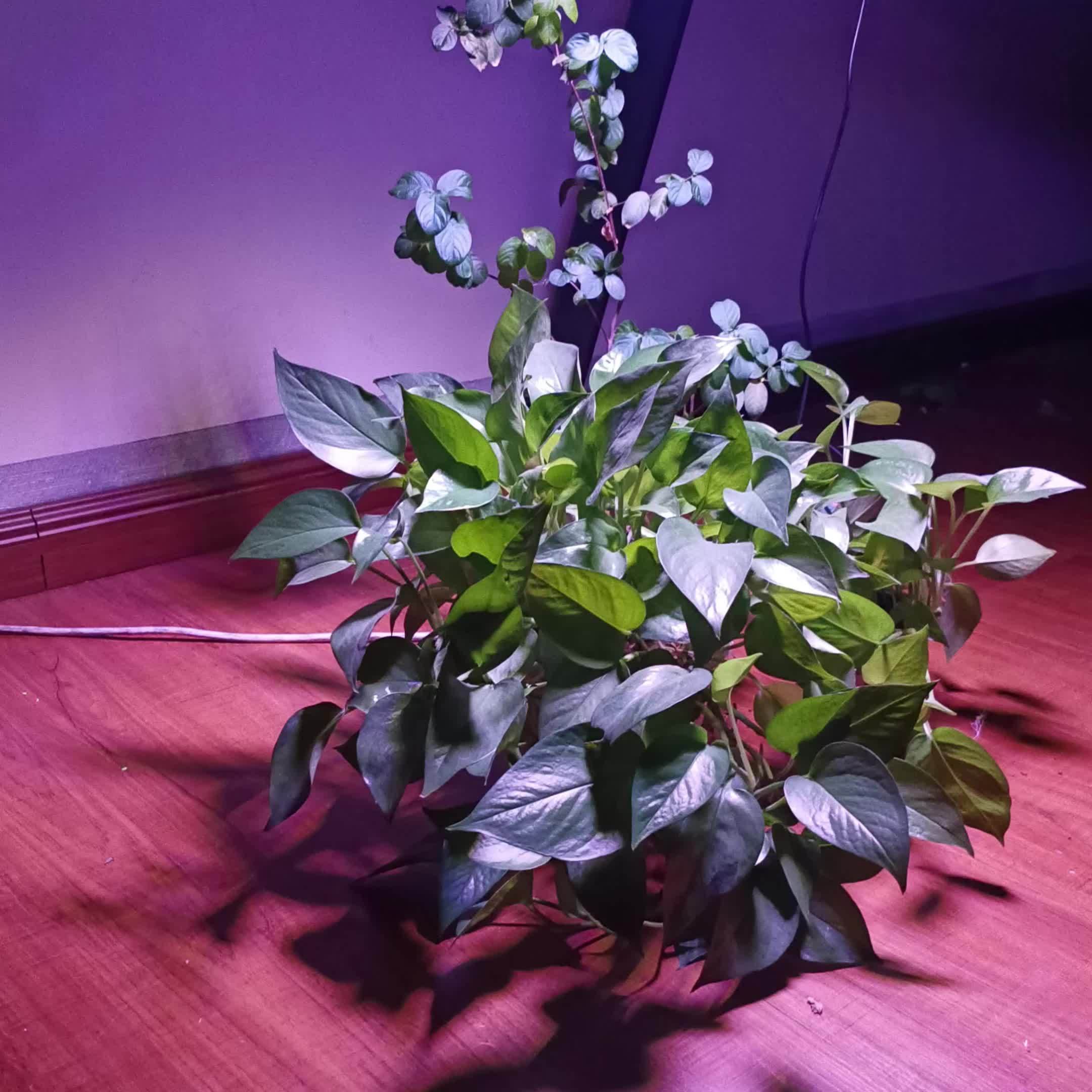 96LED Full Spectrum Indoor Plant Grow Light, Equipped with 1.5M On/Off Power Cord and Hose Bracket, Freely Adjustable Angle, Promotes Healthy Plant Growth, Ideal for Greenhouse, Nursery and Home Gardening