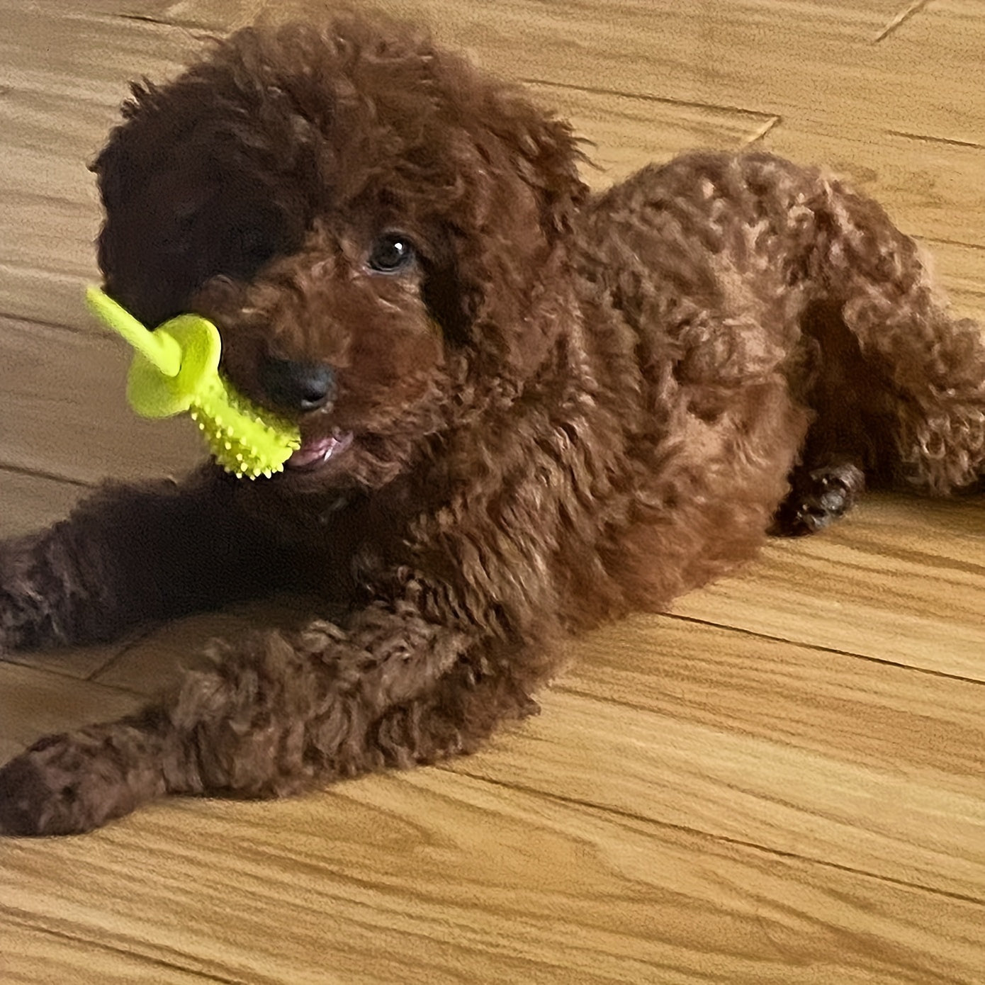 小型犬专用热塑性橡胶啃咬玩具3件套 - 带有发声器的纹理磨牙和牙齿健康玩具套装，适合20磅以下的幼犬 - 专为茶杯、泰迪和波美拉犬品种设计