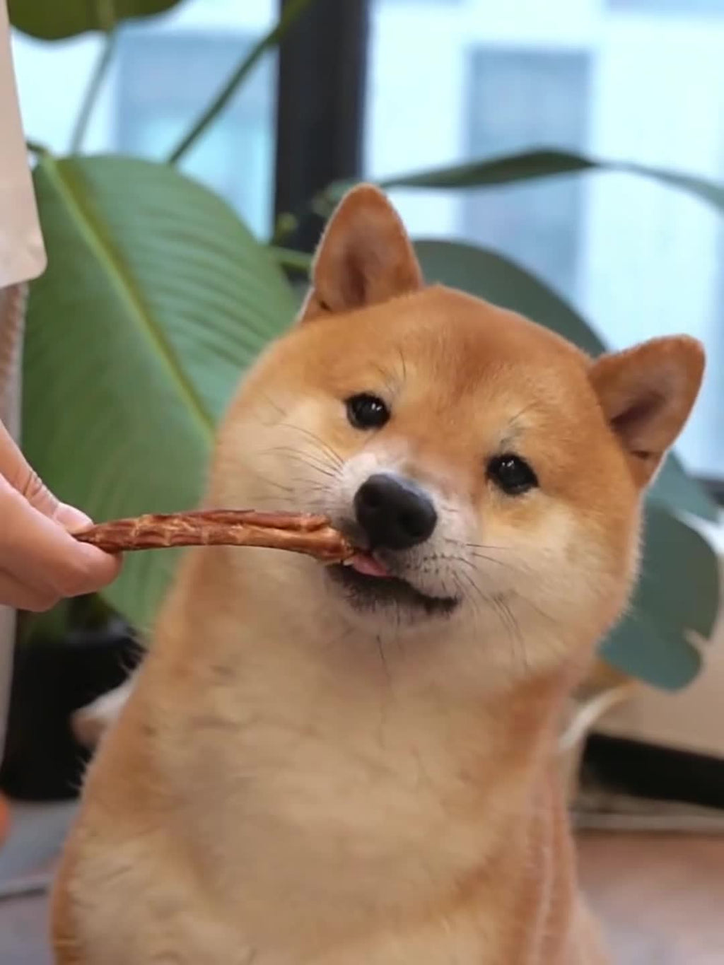 80g 小型犬磨牙棒 - 牙齒清潔磨牙骨，牛排口味，狗狗零食，幼犬健康磨牙玩具，幫助清潔牙齒和清新口氣，耐用且安全的狗狗磨牙棒，非常適合小型犬和幼犬