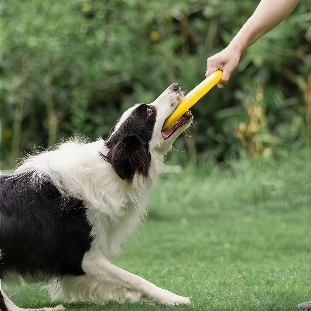 耐用狗狗飞盘耐咬训狗专用，边牧用品训犬宠物飞碟亮黄色宠物训练盘，户外狗接球拔河两用，室内外运动耐造玩具