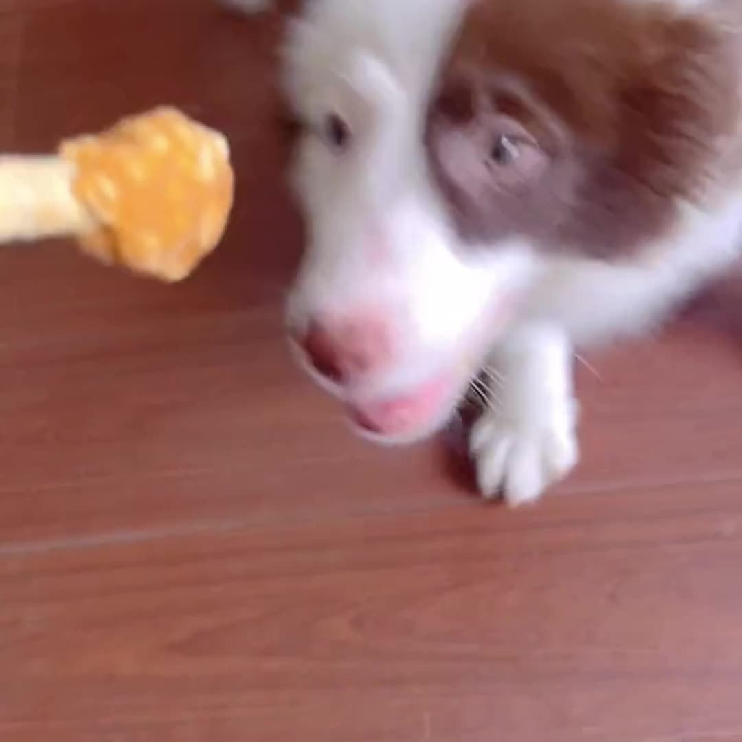 狗狗雞肉啞鈴零食，適用於小型犬、中型寵物及大型犬種的天然雞肉零食，含米粒配方，健康高蛋白易消化持久耐嚼，是理想的訓犬獎勵零食