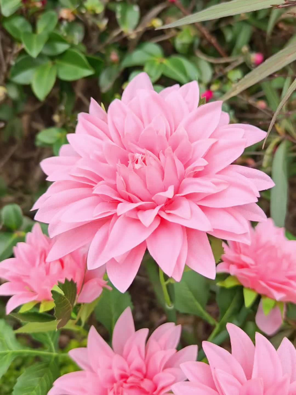 3-Piece Mixed 5-Head Solar White Light Dahlia Flower Light, Suitable for Holiday Garden, Patio, Lawn, Corridor and Other Scene Decoration