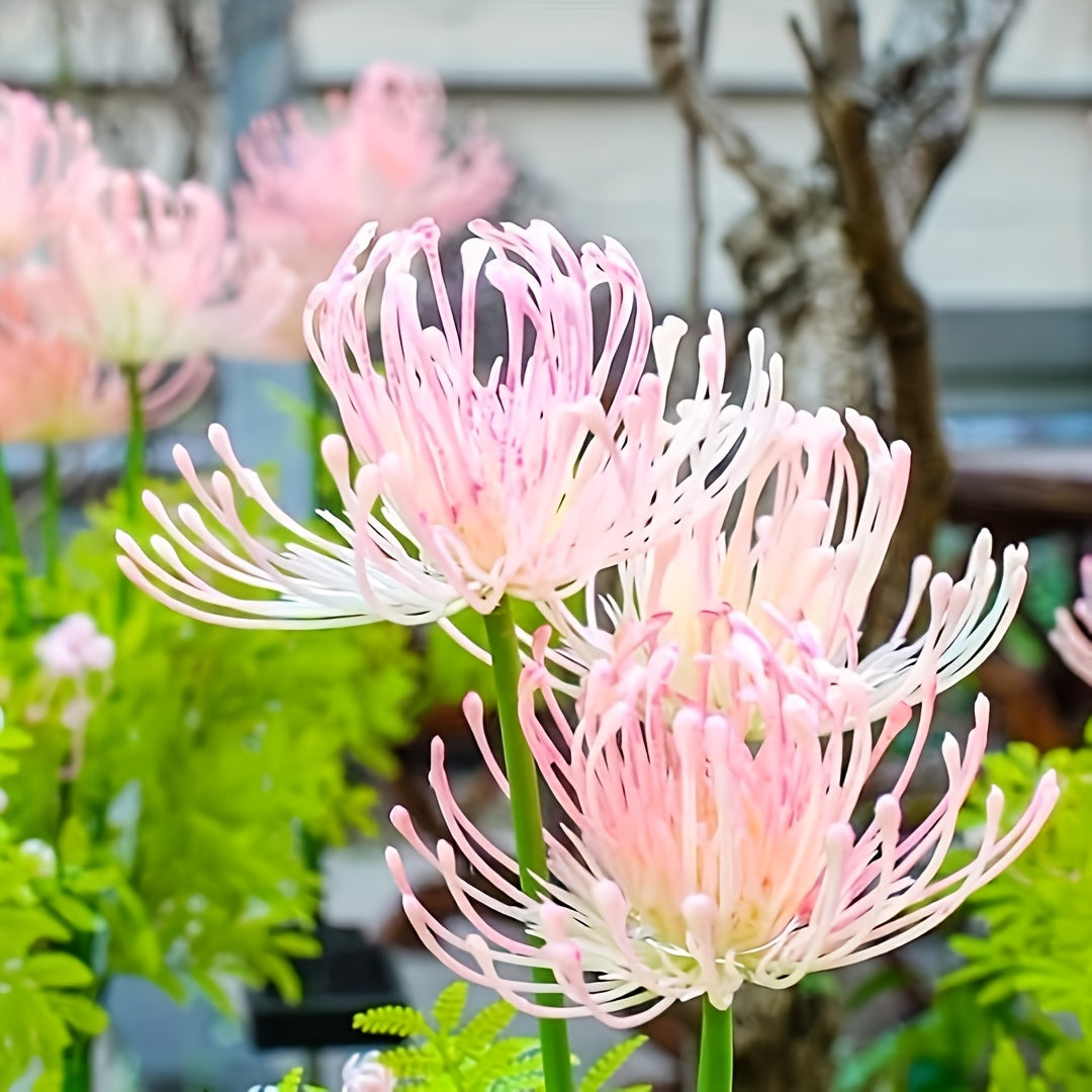 Solar Pink + Yellow Lycoris Radiata 4-Piece 12-Head Solar Flower Light, Outdoor Solar Garden Light, Suitable for Christmas Decoration, Flower Light with Glowing Stem, Can Be Used for Flower Pot, Courtyard, Path, Balcony and Garden Decoration