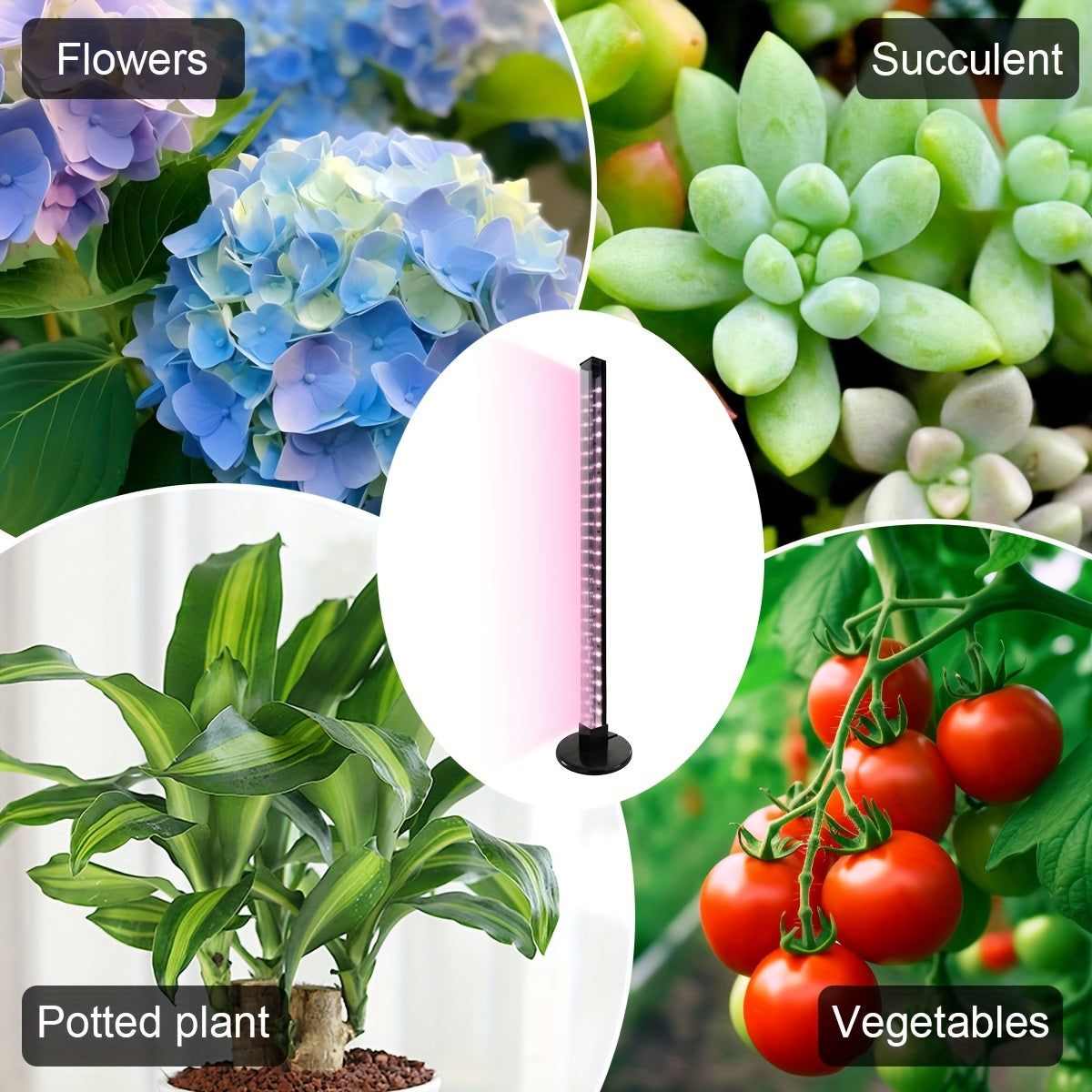 Indoor Full Spectrum Plant Grow Light, USB Desktop Plant Supplement Light, 2/4/8H Auto Timer, Dimmable Brightness, Ideal for Succulents and Small Plants